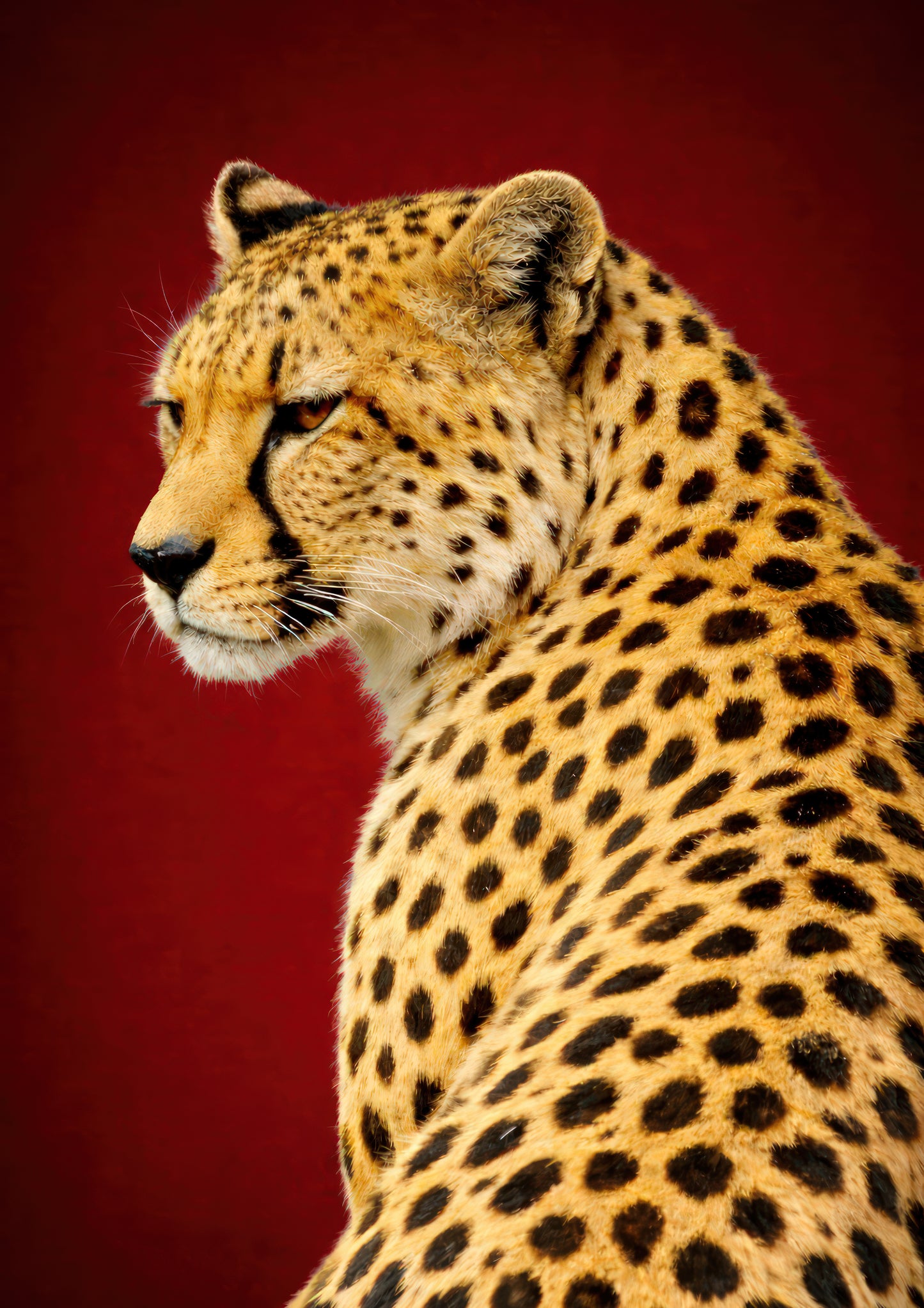 Crimson Cheetah - Minimalist