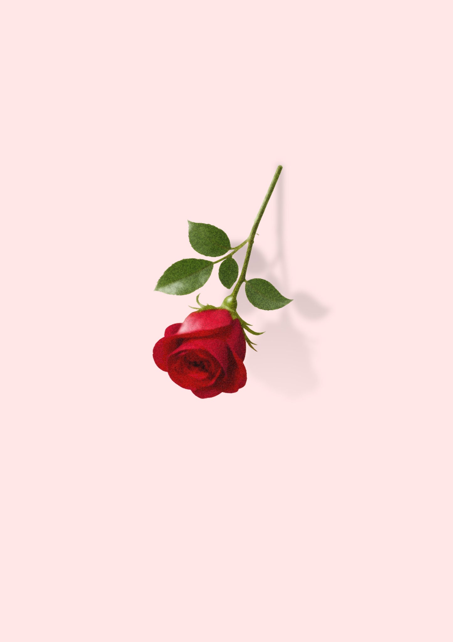 Fallen Rose - Minimalist